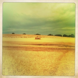 Wheat fields, South Australia