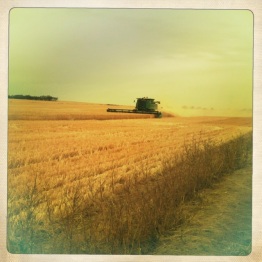 Harvest time, South Australia