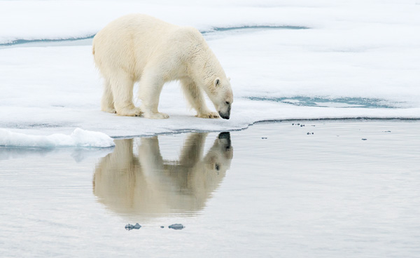 Polar Bear Reflection2